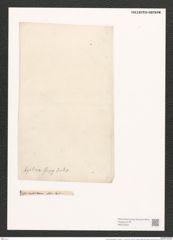 Nitzschia spathulata var. hyalina V. H. (de-Toni-Nr.: Genus 47, Species 2088) Zeichnungen Sammlung Grunow (NHMW-BOT-W0372032)